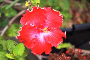 【沖縄 石垣島 高級】リゾートを満喫できる石垣のラグジュアリーホテル