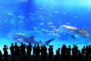 【沖縄 高級】リゾート＋シティホテル。沖縄を満喫できる高級ホテル特集